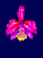 ʉ摜